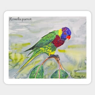 Rosella parrot Sticker